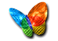 MSN butterfly